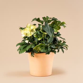 Helleborus niger (Eléboro de Navidad)