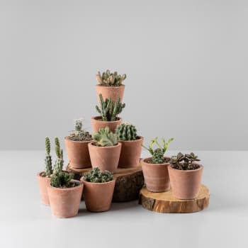 Cactus de colección