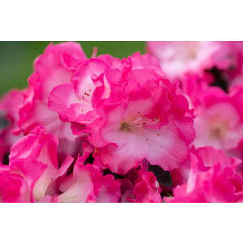 Azalea Hortinno® 'Evergreen'