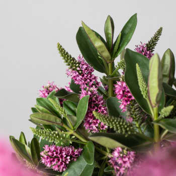 Hebe Addenda® 'Donna Eva'