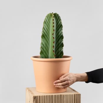 Euphorbia ingens