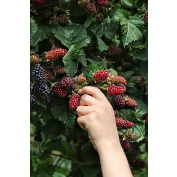 Zarzamora sin espinas (Rubus fruticosus) 'Thornless Evergreen'