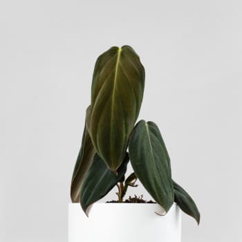 Philodendron gigas