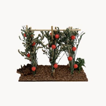 Tomatera para Belén