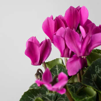 Cyclamen 'Super Serie XL' fucsia