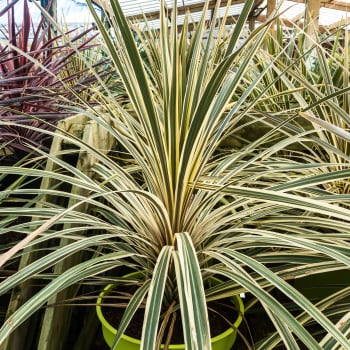 Cordyline australis 'Torbay Dazzler'