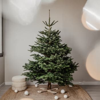 Árbol de Navidad Natural Nordmanniana (cortado)
