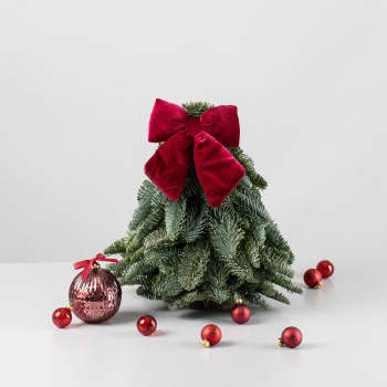 Pack regalo Abeto 'Bosque rojo'