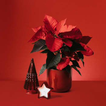 Pack regalo Poinsettia 'Todo al rojo'