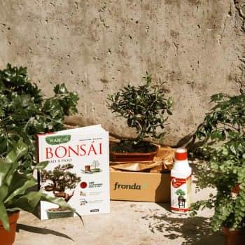 Pack Experiencia Bonsái - Iniciación (Olivo 7 años)