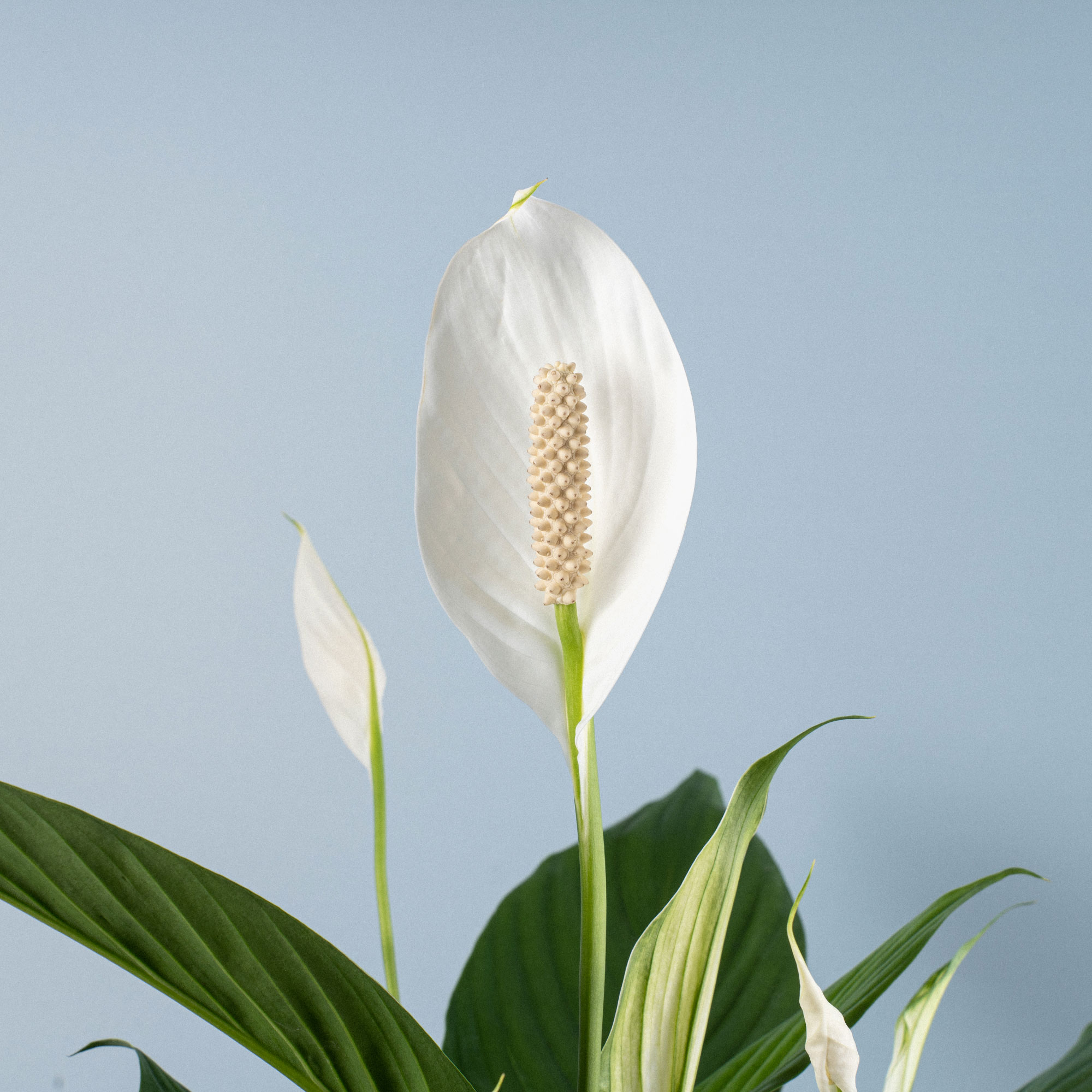 ONEDONE Medidor de humedad, medidor de humedad del suelo para plantas de  casa, medidor de humedad de plantas con paño de limpieza, medidor de agua