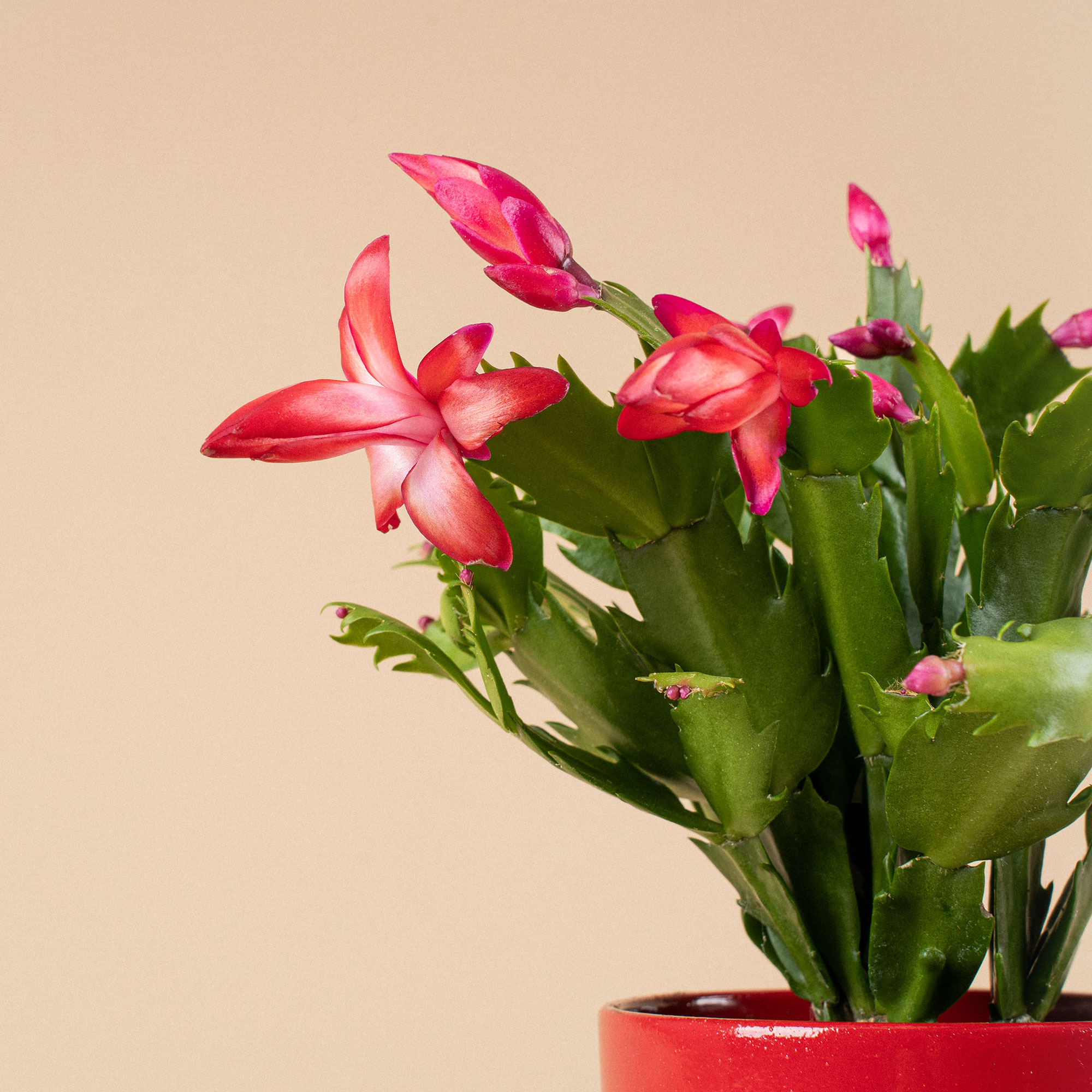 Cómo hacer manualidades con flores prensadas y secas - Fronda Centros de  Jardinería