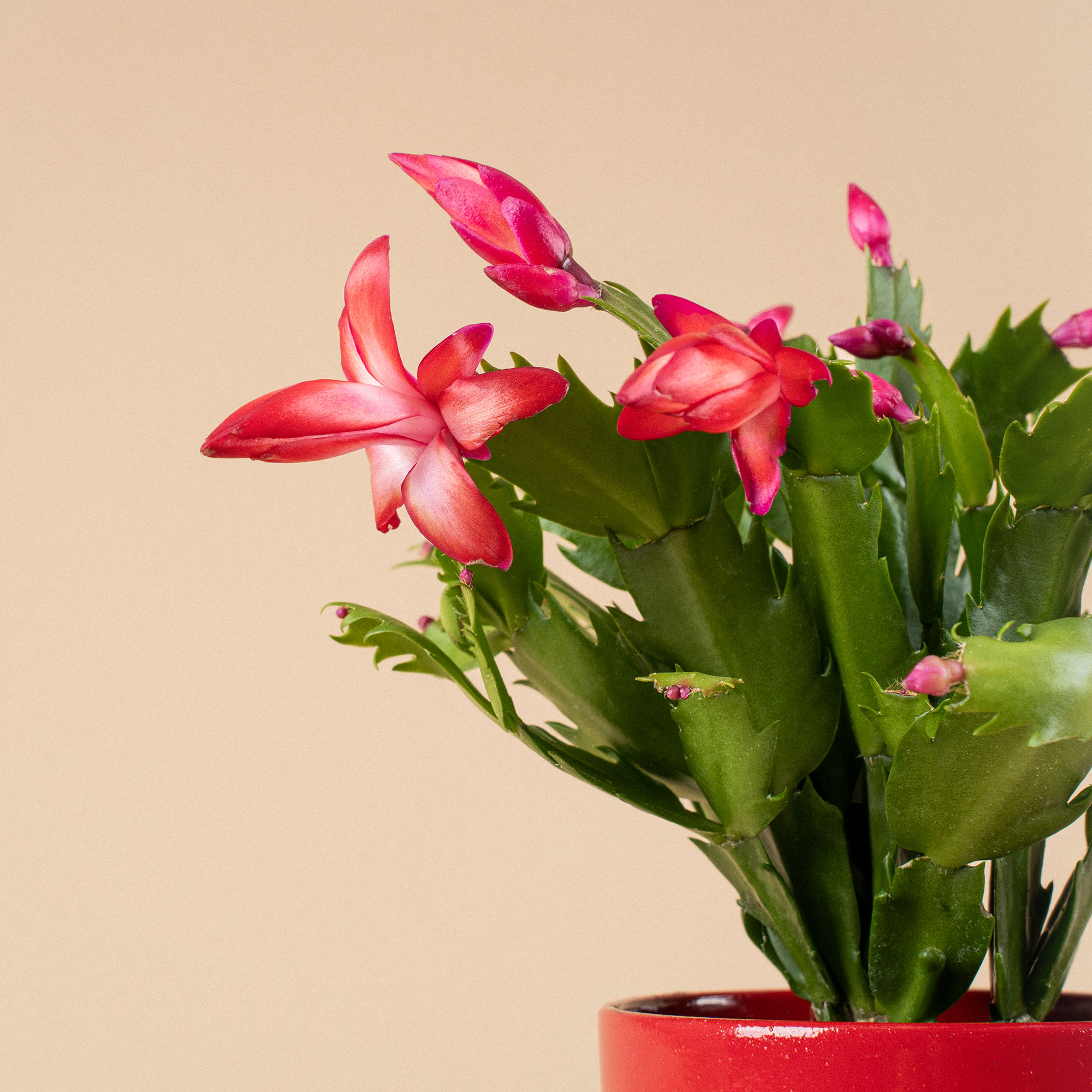 FLORES PRESERVADAS  Las flores que se mantienen bonitas durante meses y  que no necesitan agua