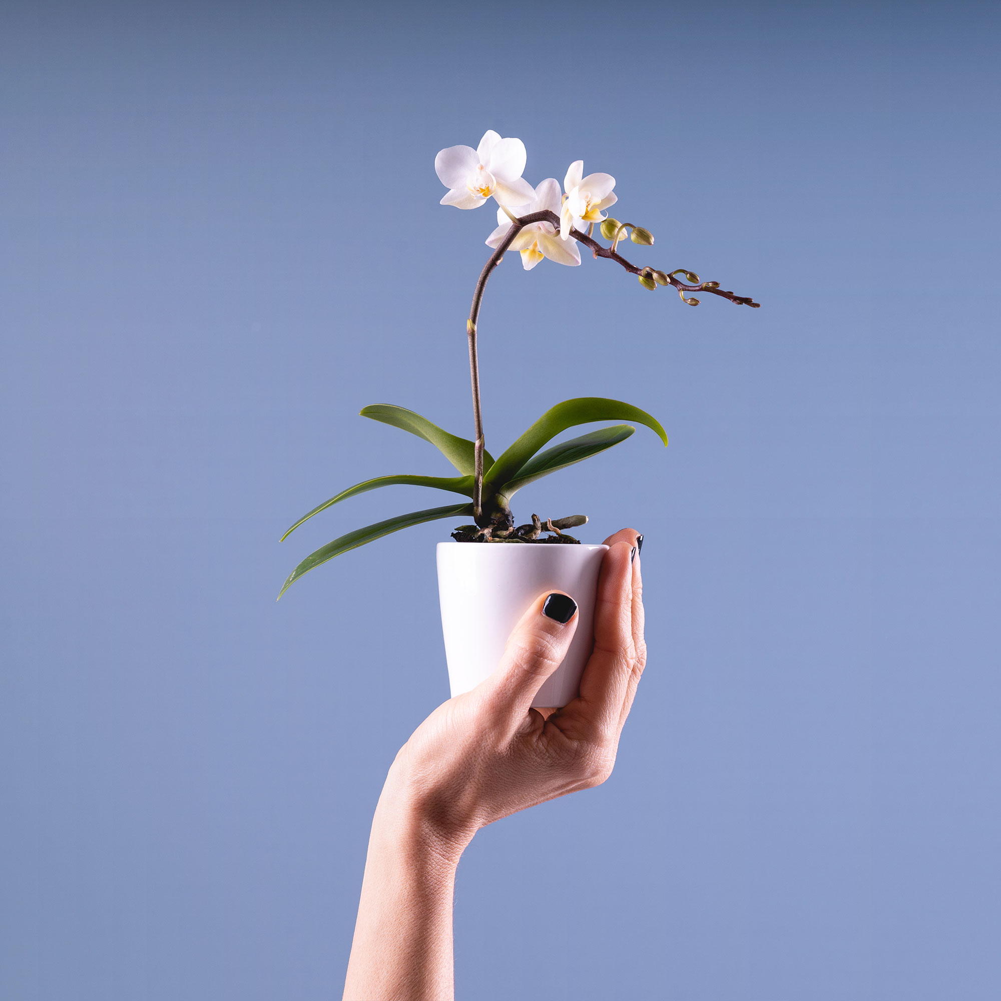 Cómo hacer brotar las orquídeas: el método natural para dar a luz