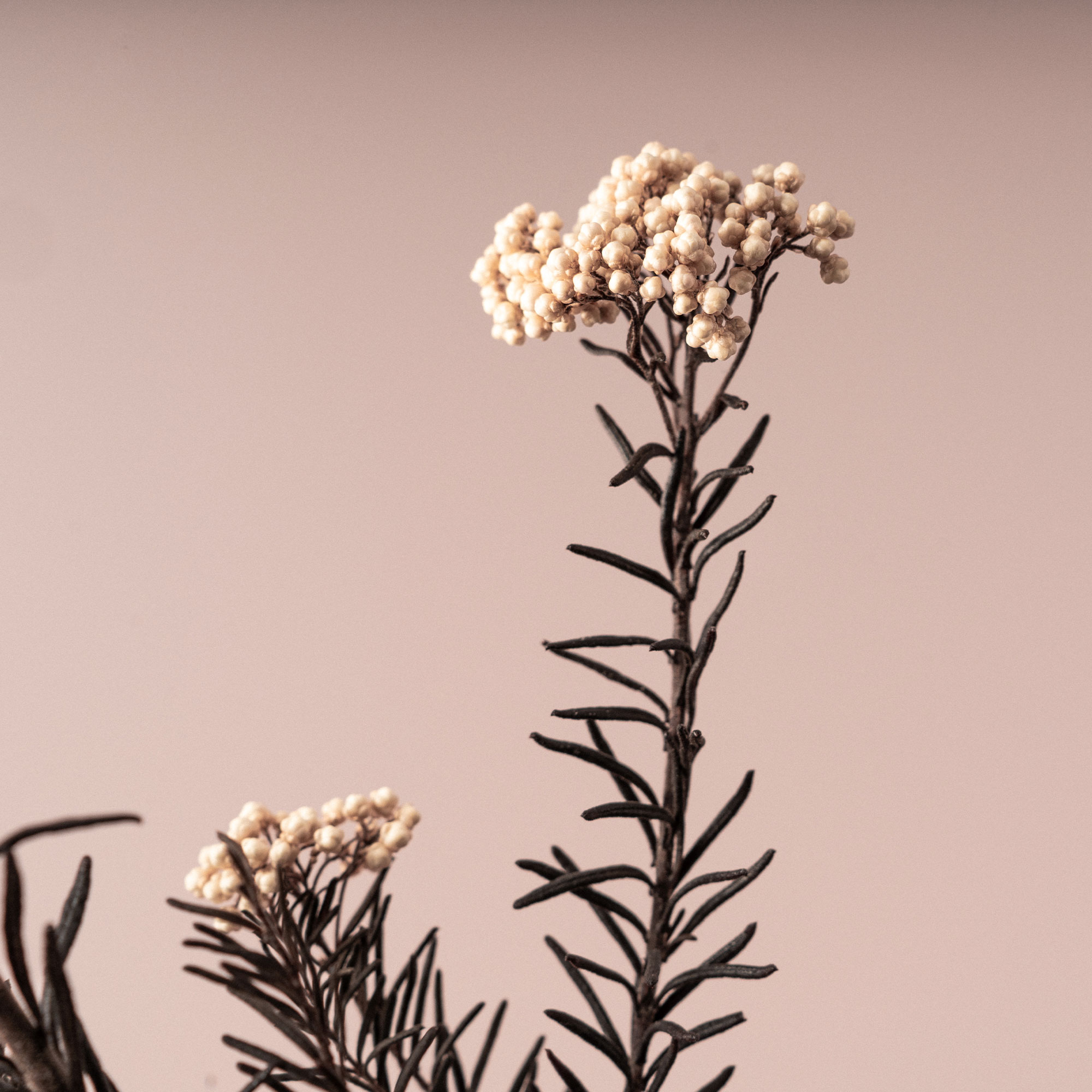 Capazo decorativo con flor seca y preservada con tonos variados  -Trencadissa Art floral