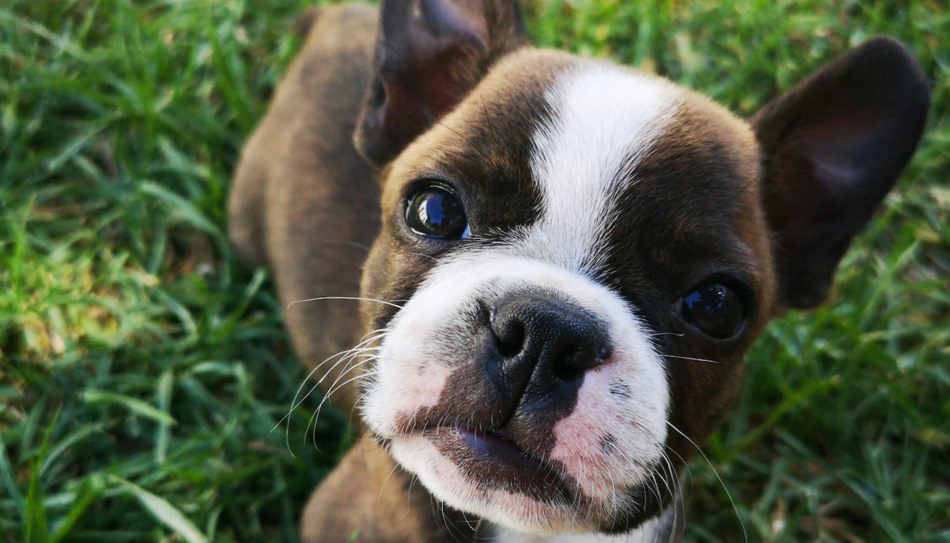 Mini Boxers, French Bulldogs, Boston Terriers