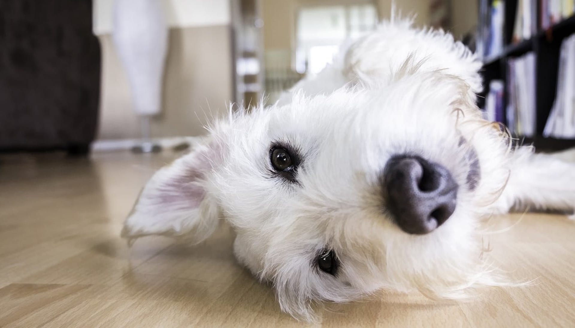 Training Your Dog To Stay Home Alone