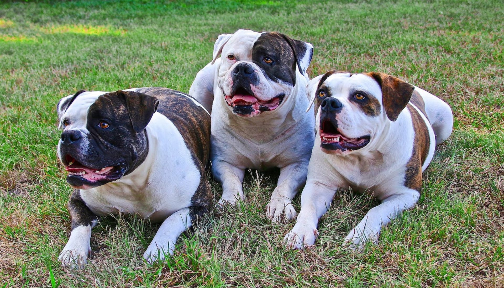 are american bulldogs as aggressive as pit bulls