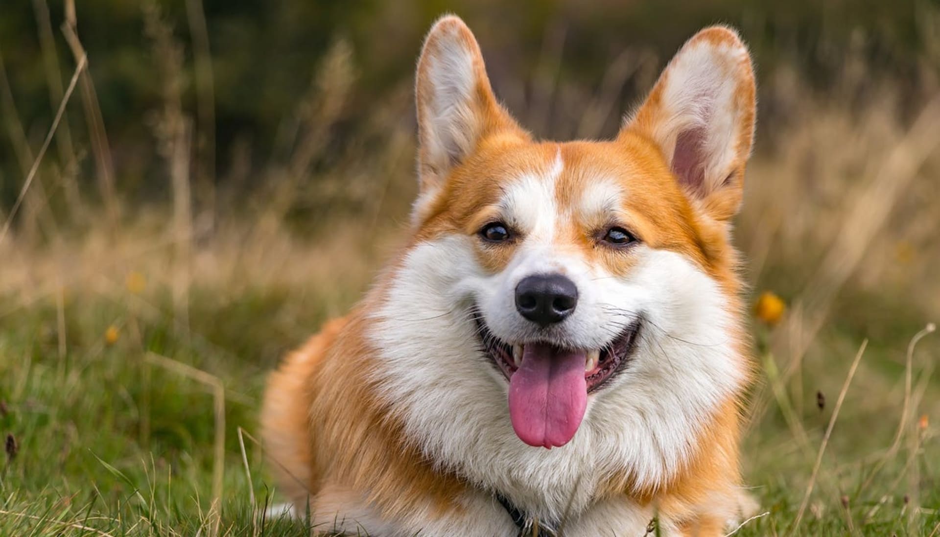 Pembroke Welsh Corgi