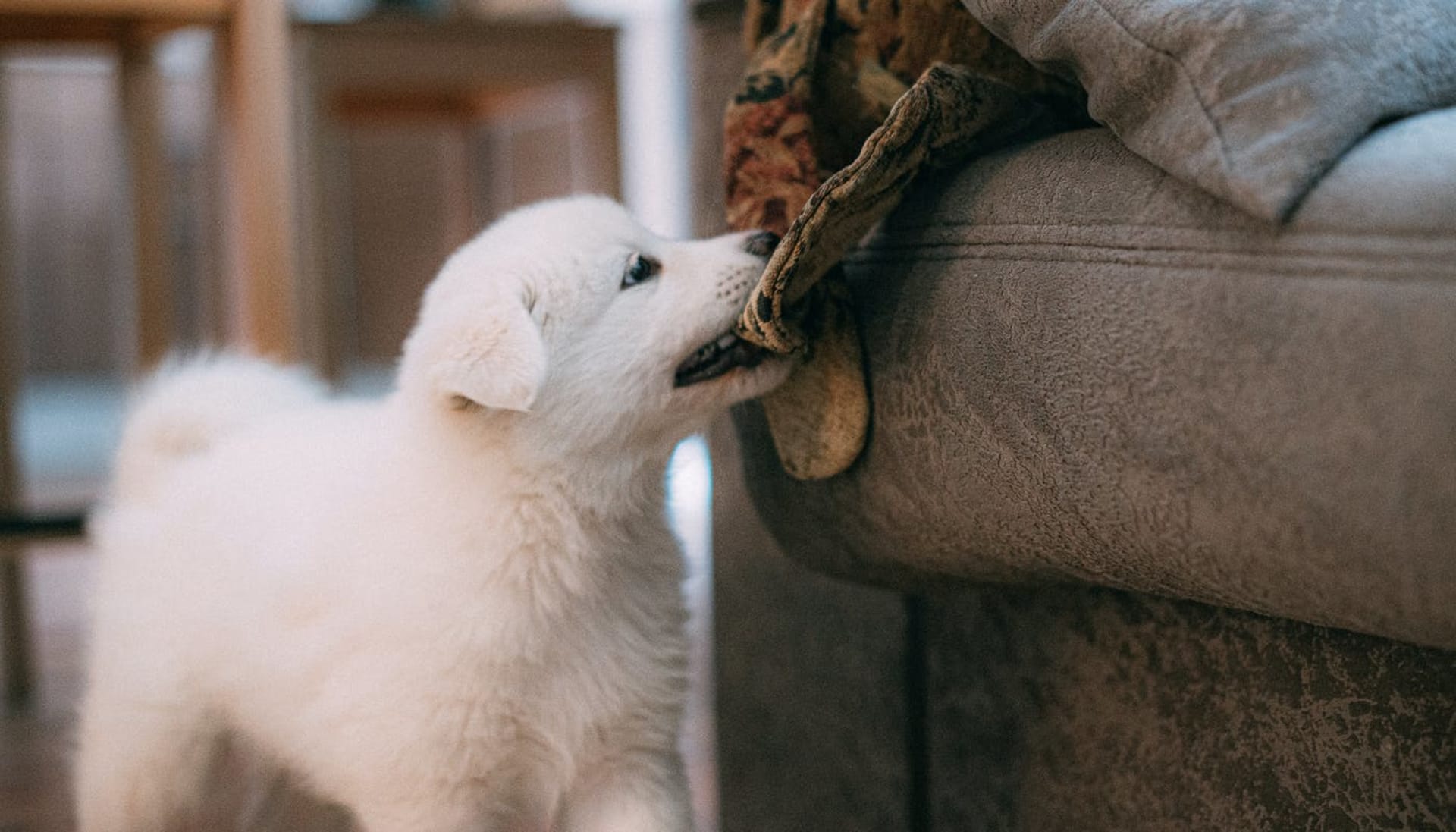 Do Dogs Get Bored? A Guide to Boredom in Dogs