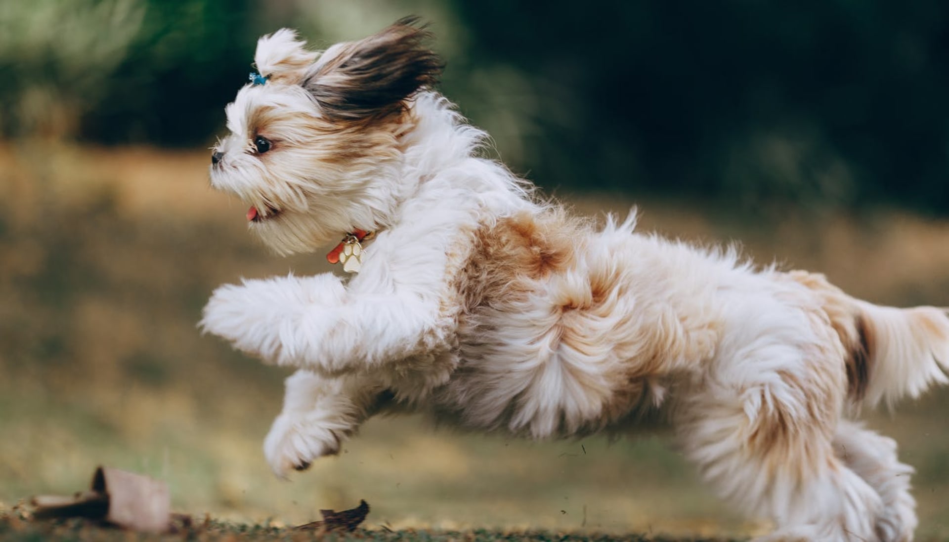 The Benefits Of MSM For Dogs | FOTP The Benefits Of MSM For Dogs | FOTP