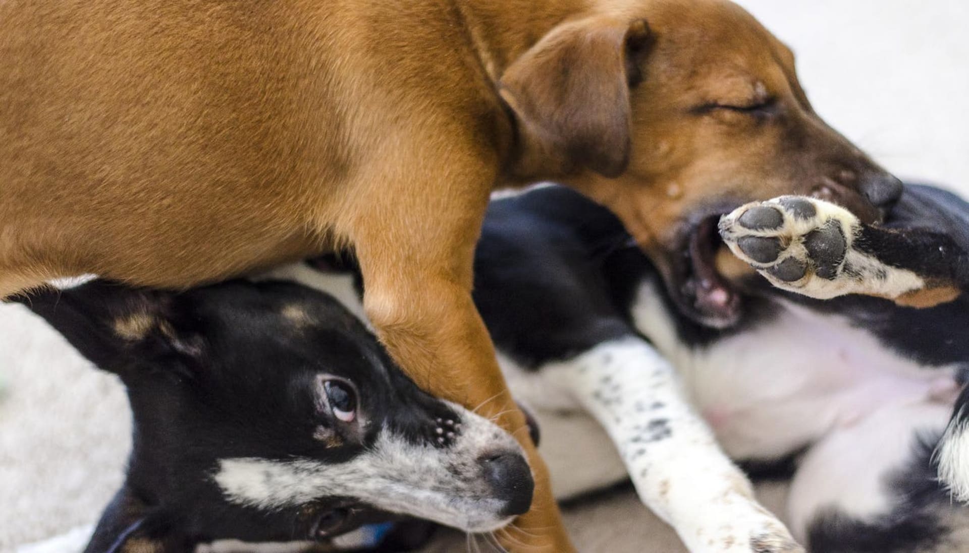 How to Tell If Dogs Are Playing or Fighting & Playing Too Rough