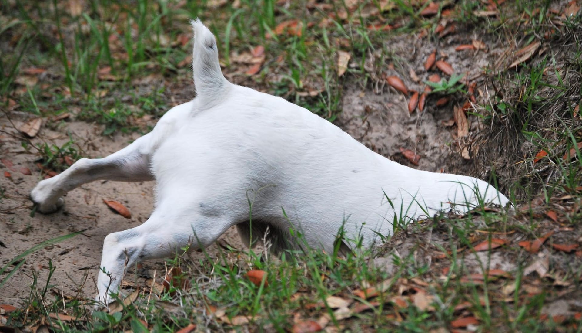 Why Does My Dog Dig? Identify And Channel Your Dog's Digging Instincts