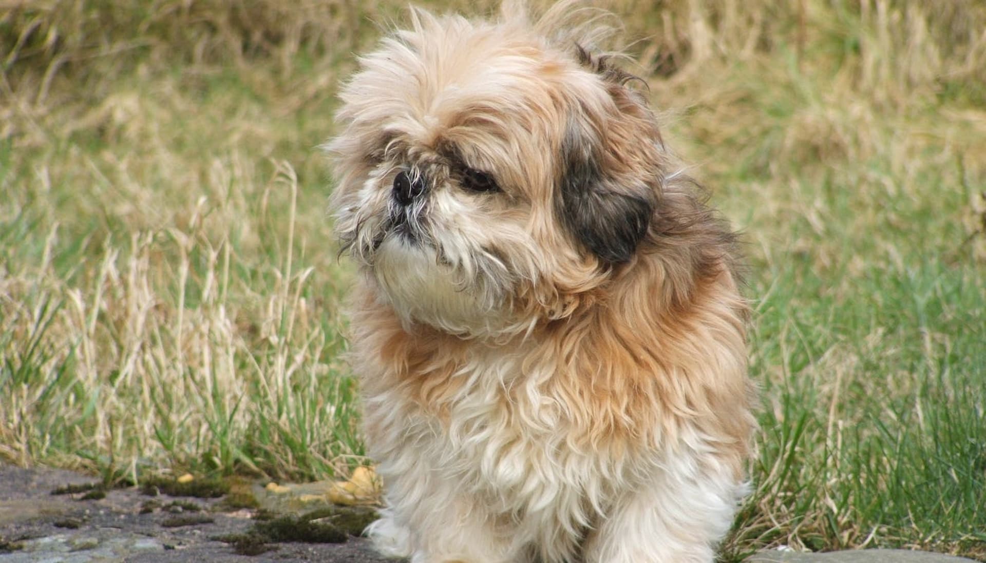 How Long Do Shih Tzus Live: Canine Lifespan Secrets
