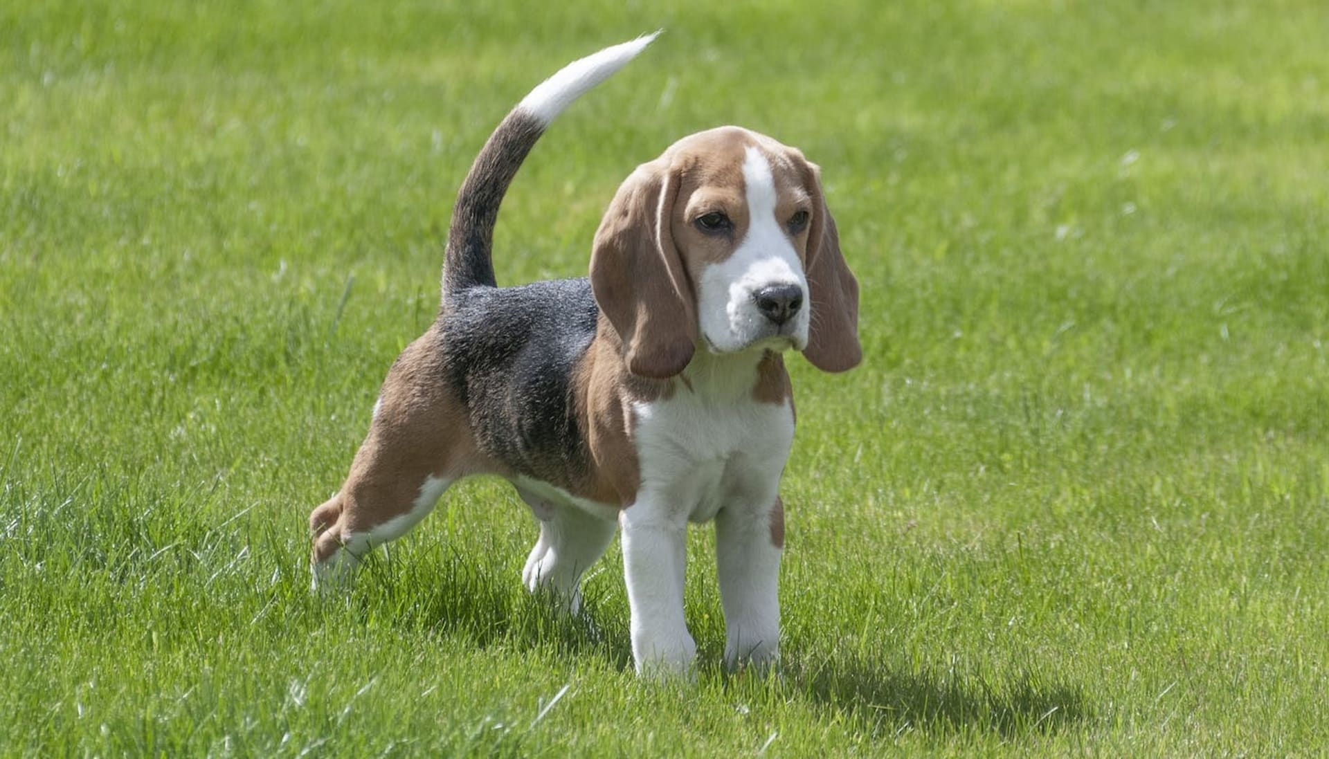 what is the average lifespan for a beagle?