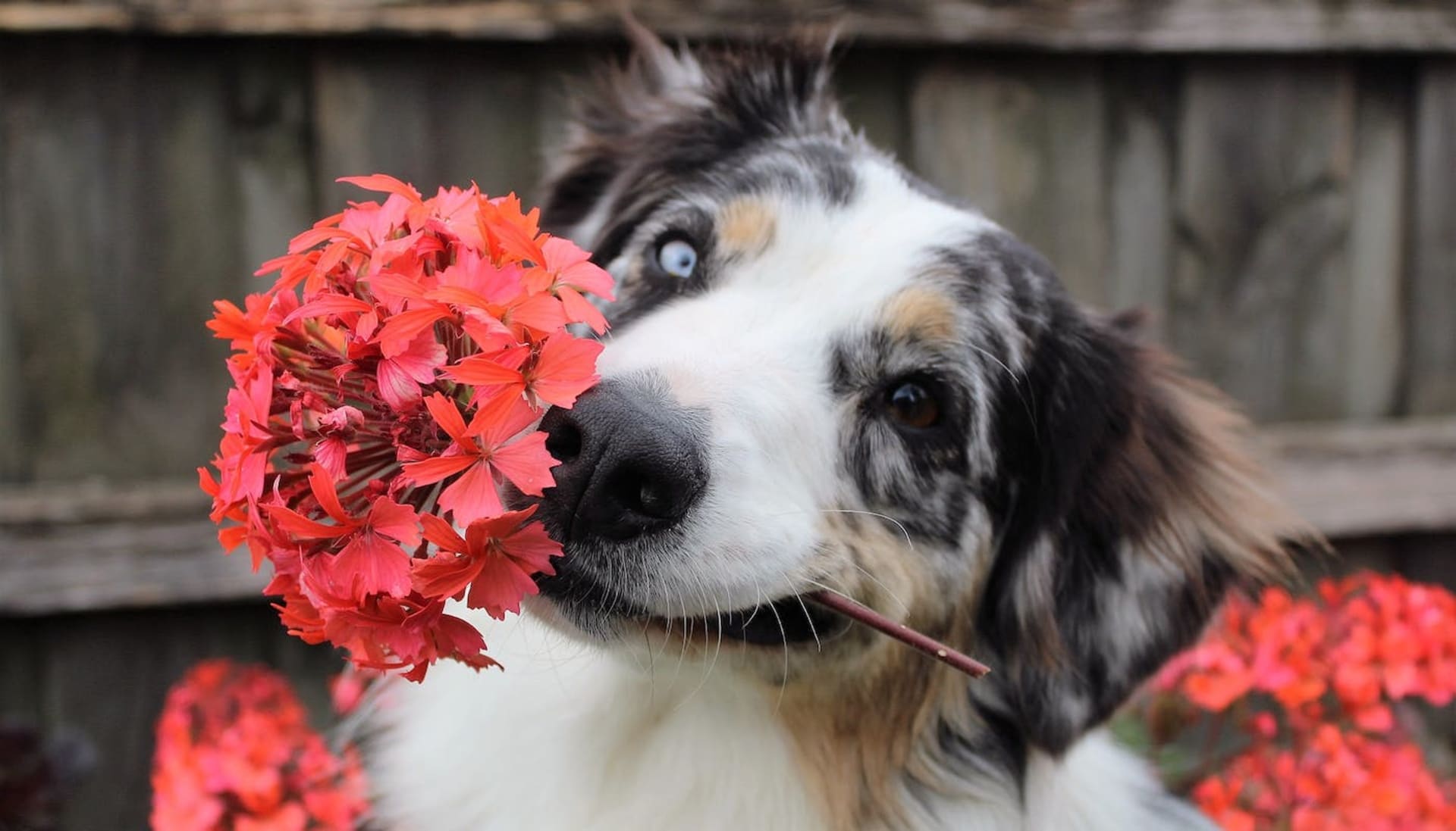 Toxic Plants for Dogs, Corgi Dogs