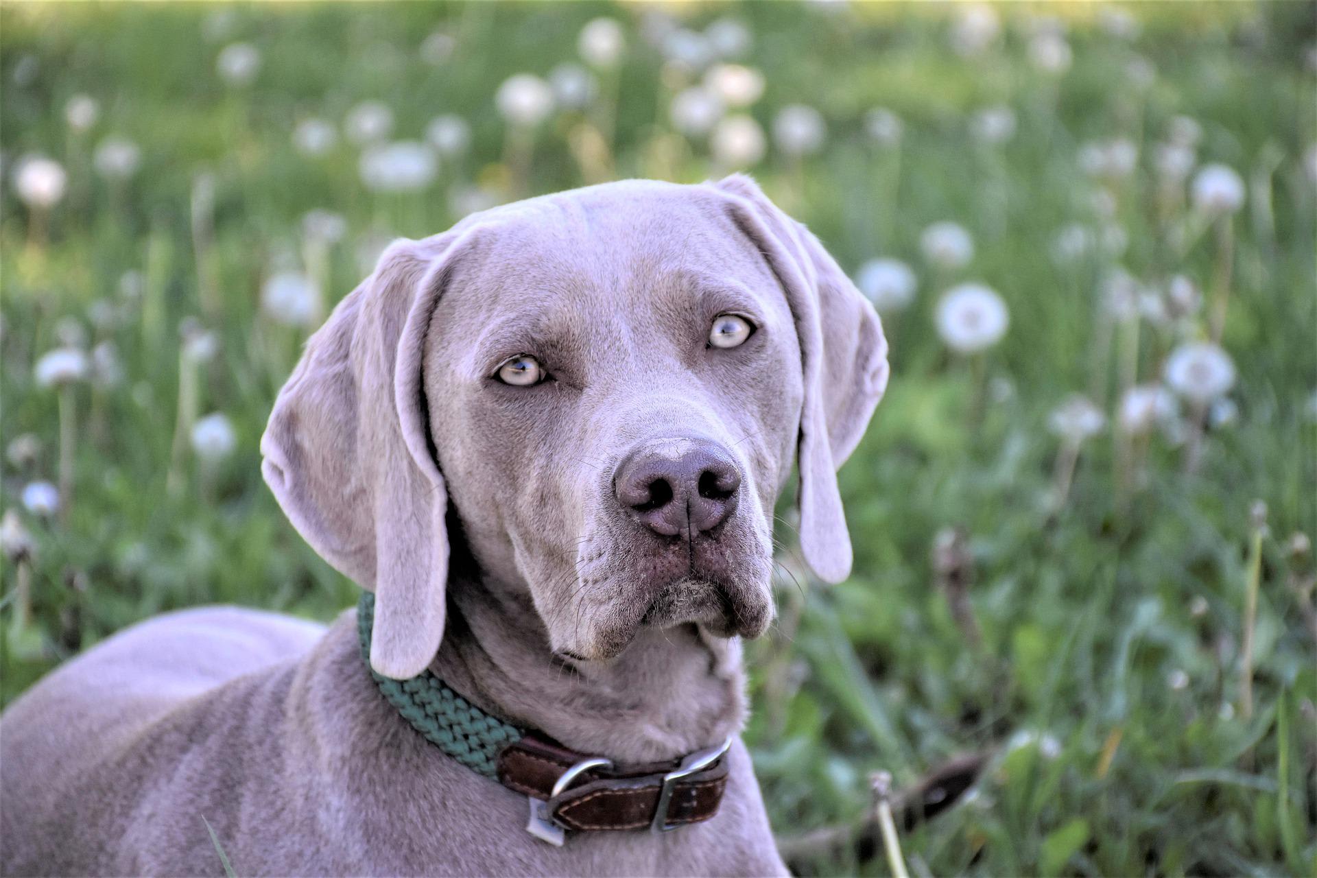 Easy to take care of dog breeds clearance