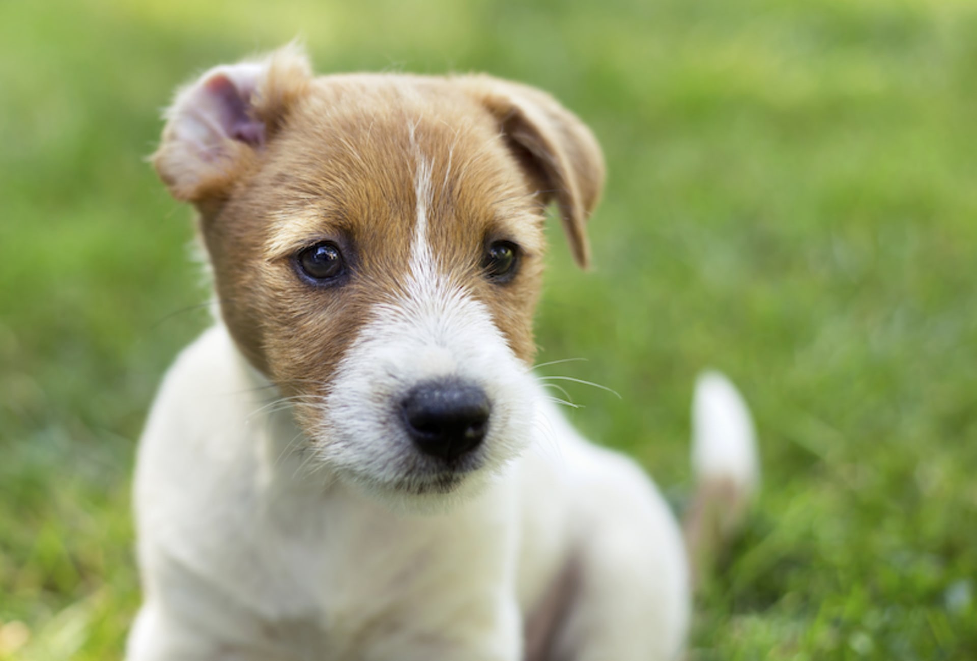 New dog sales breed 2018
