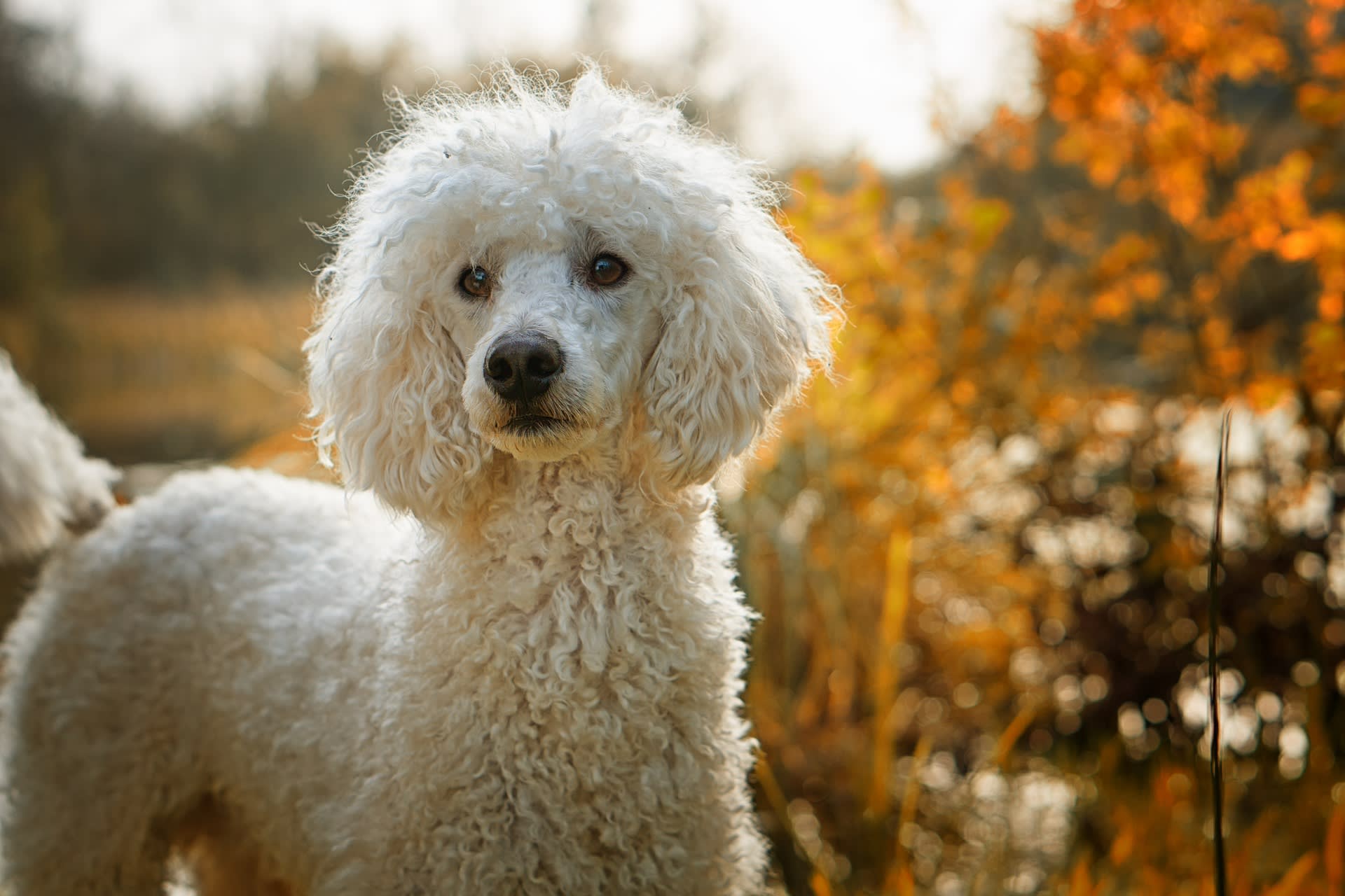 Poodle intelligence ranking outlet