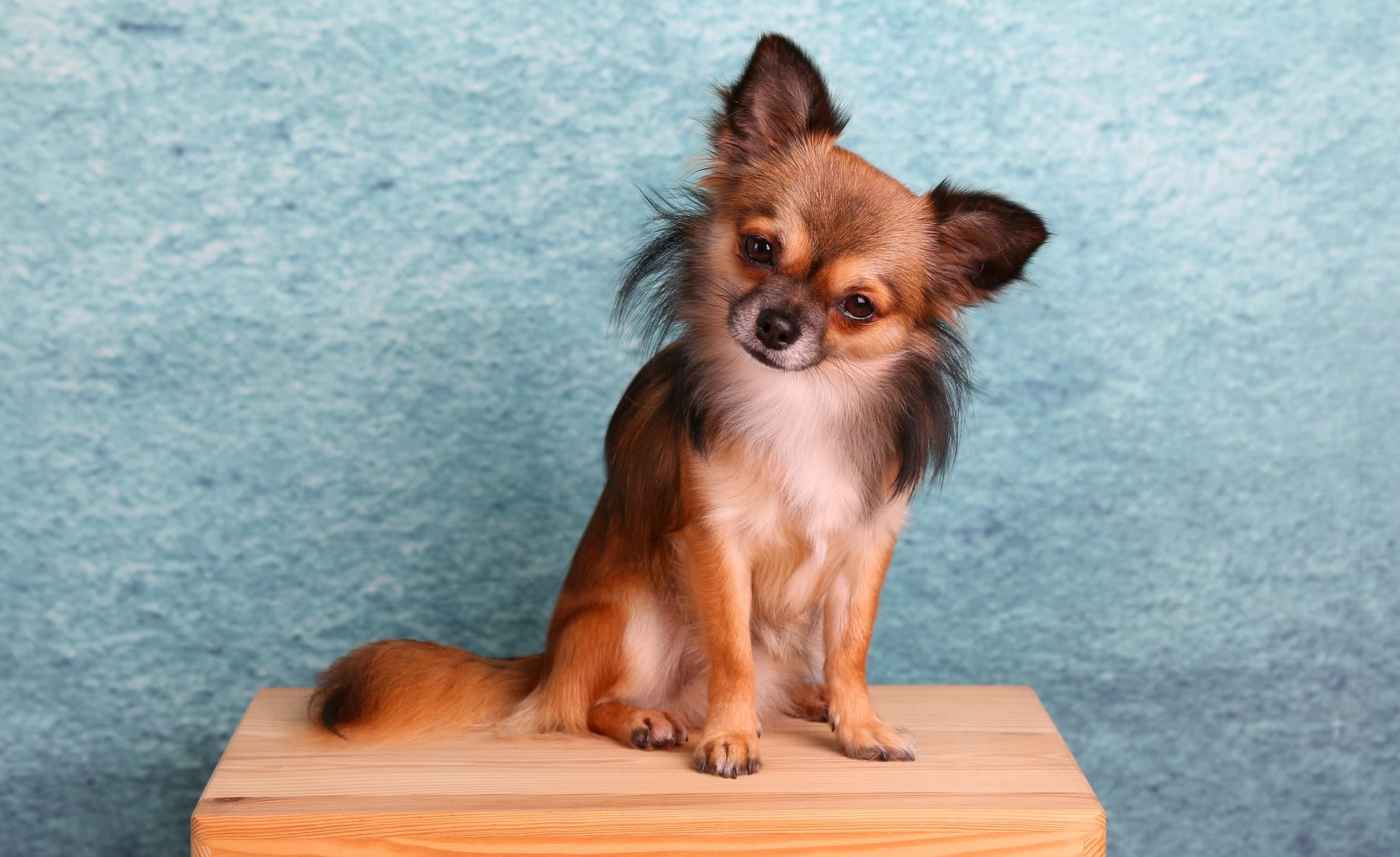 Long haired chihuahua shedding best sale