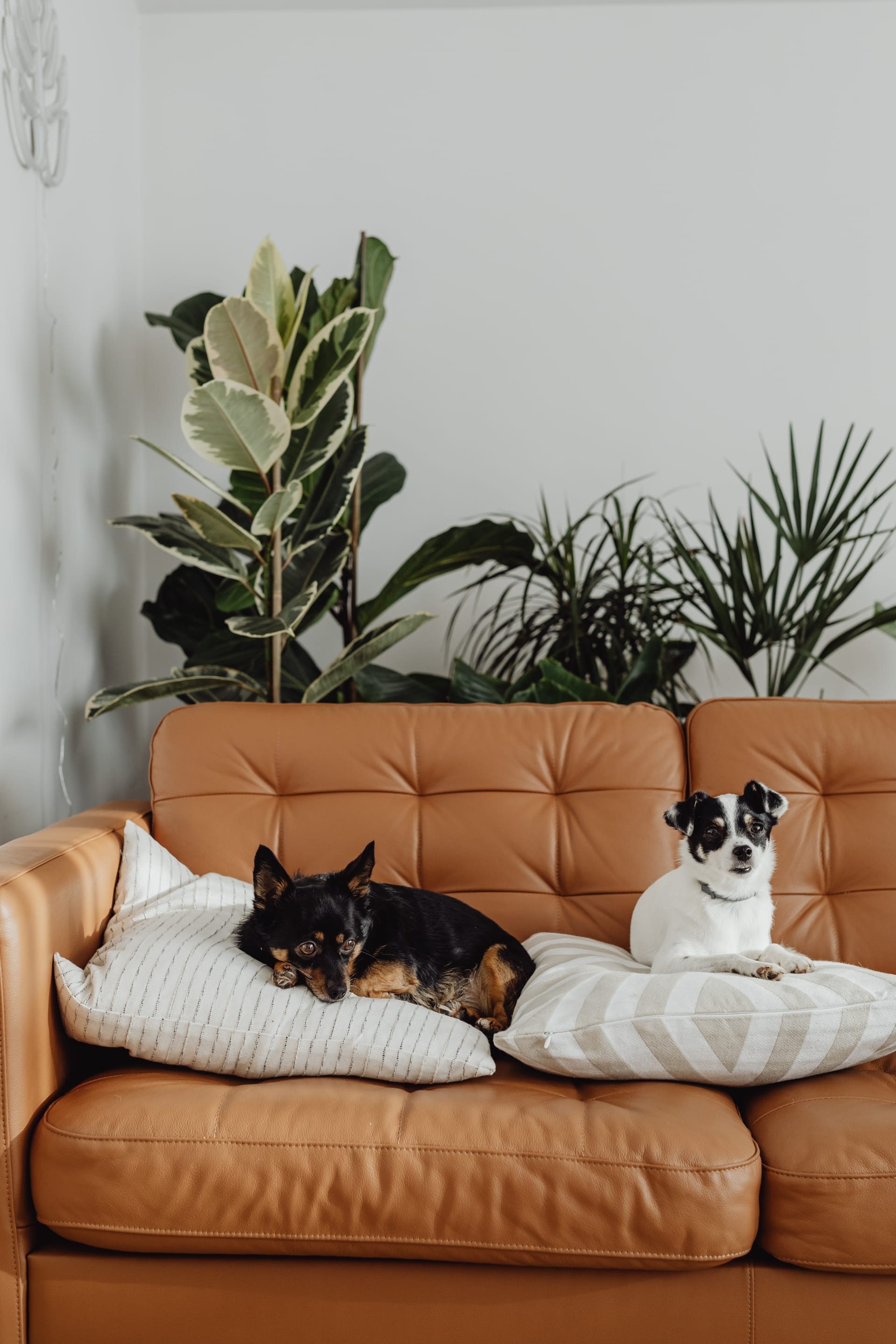 Should My Dog Be Allowed On The Furniture FOTP