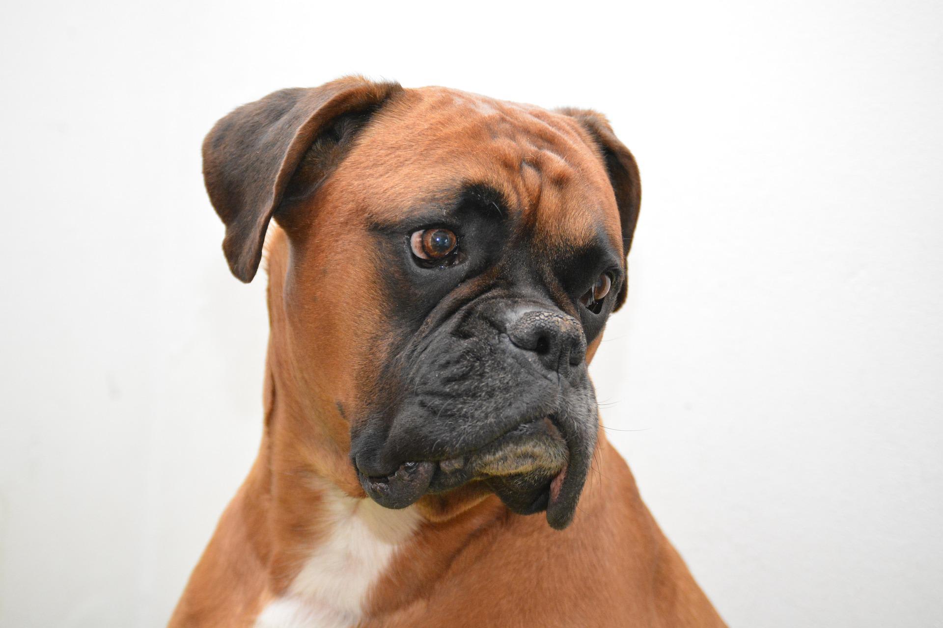 Boxer dogs with long tails sales