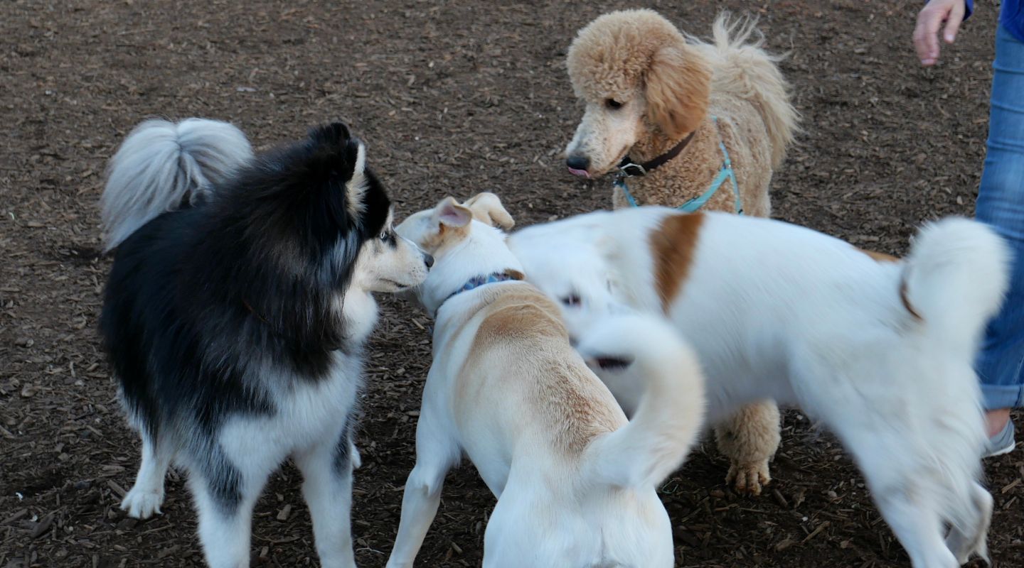 Best Dog Parks New York City