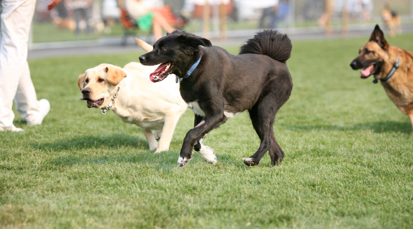 Best Dog Parks New York City