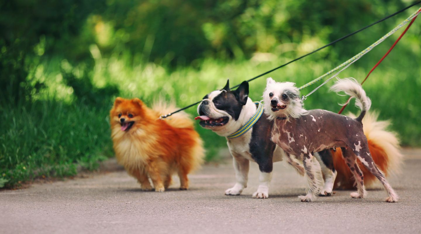 Best Dog Parks New York City