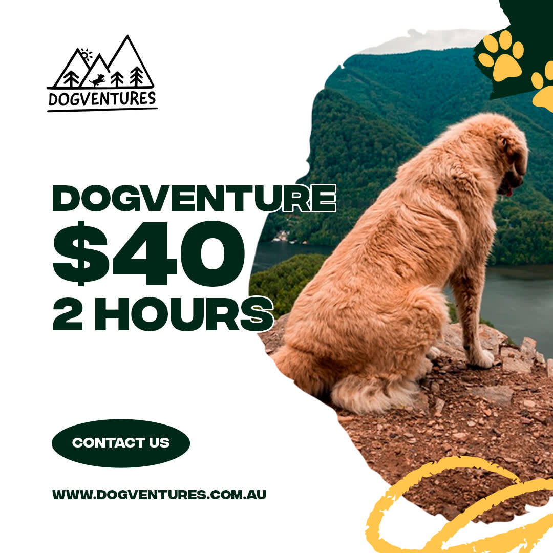 Dogventures — Dog Walking