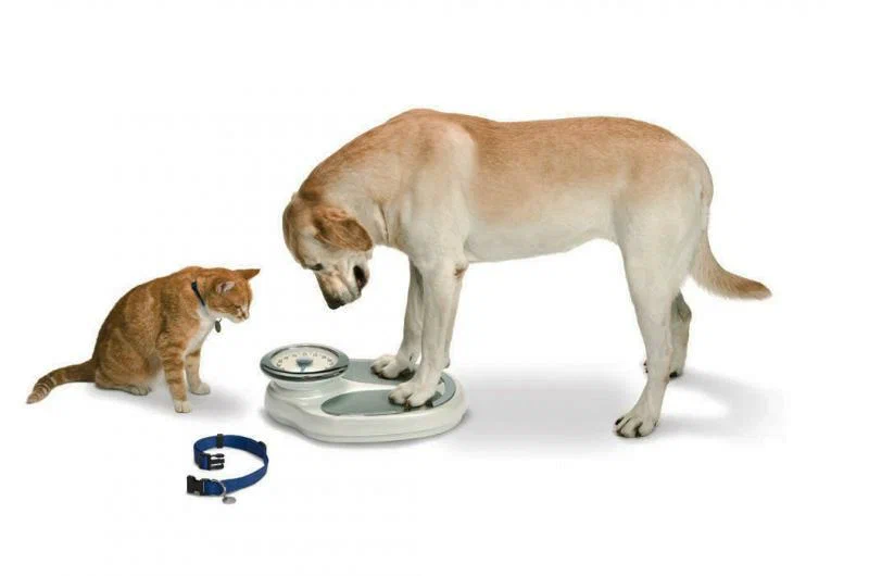 Quiz Image