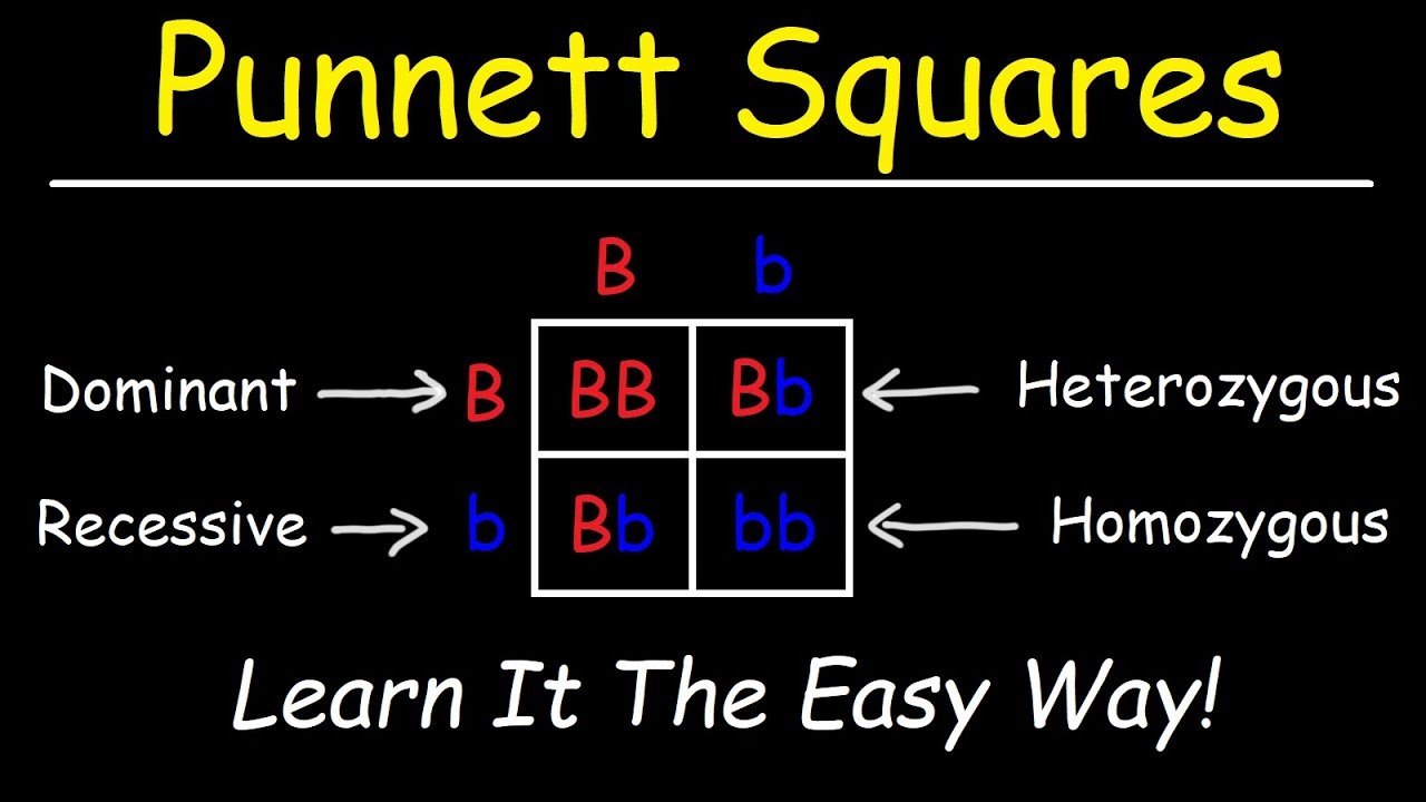 How Well Do You Know Punnett Squares? Take Our Quiz Now!
