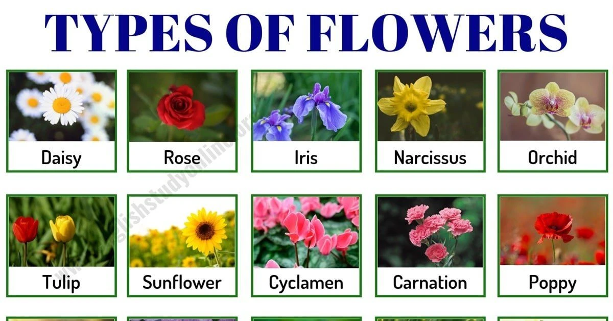 Discover Your Flower Personality: Which Bloom Represents You?