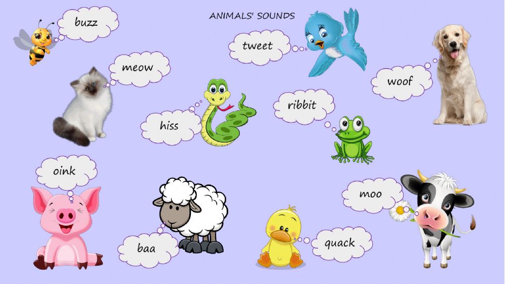 Quiz Image