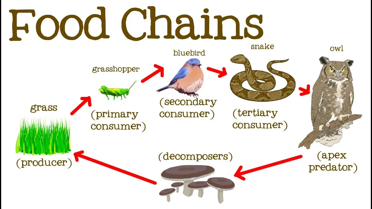 Deep Dive into Food Chains: Take Our Comprehensive Trivia Quiz!