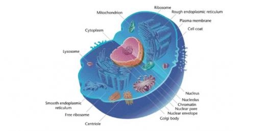 Quiz Image
