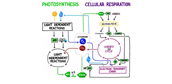 Quiz Image