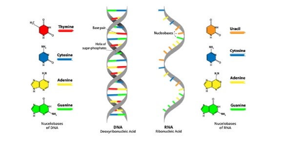 Master the Code: DNA and RNA Structure Trivia Challenge