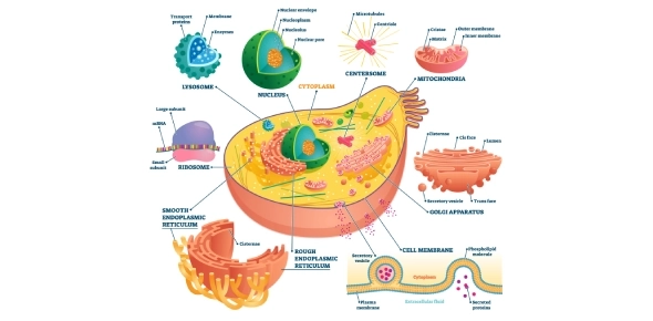 Quiz Image