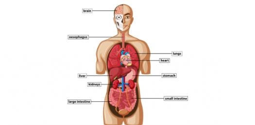 Challenge Your Knowledge: Medical Terminology & Anatomy Quiz